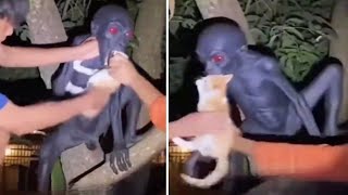 ANAK GENDERUWO MAKAN KUCING ? 7 PENAMPAKAN HANTU TERJELAS DAN MENGERIKAN YANG VIRAL DI INTERNET