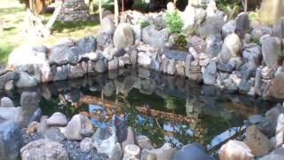 [부안펜션] 석란정펜션 텃밭에 이고들빼기 꽃이 활작 피었습니다