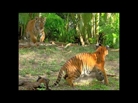 Malayan Tiger Conservation at the Palm Beach Zoo - YouTube