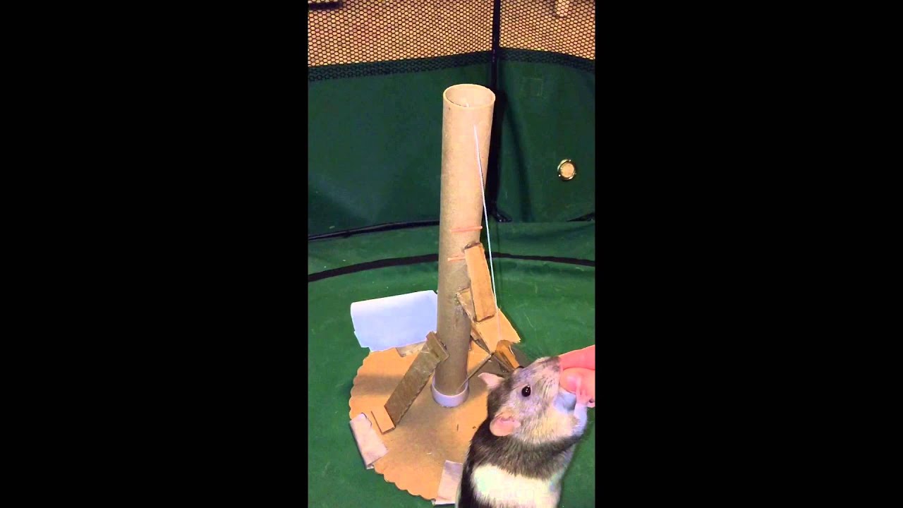 How to Train a Rat to Raise a Flag YouTube