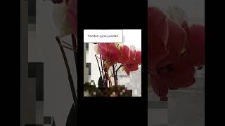 Şarkı Adı:yandan Oyna Yandan, Söz: Hulusi Ugar, Müzik :Yapay Zeka