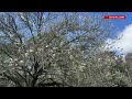 Beautiful Bradford pear tree blossoms