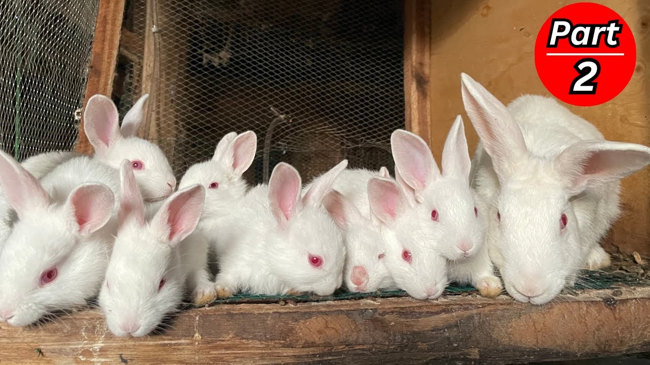How to Raise healthy rabbits cheaply at home - manage young rabbits effectively