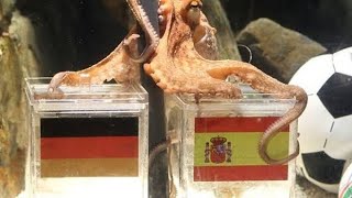 Kisah Paul si gurita peramal Piala Dunia 2010