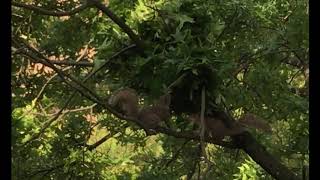 Squirrels working on drey