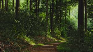 No AI - Pure Nature: 9 Hours of Summer Forest Sounds for Deep Sleep - No Loop