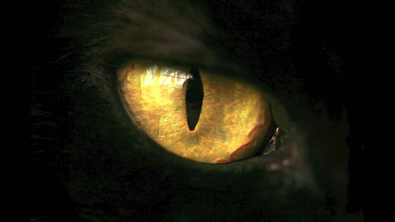 фанфик кошачьи глаза фото 96