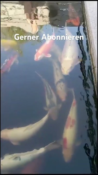 Kois im Teich YouTube