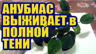 Анубиас выживает в полной Тени (Наглядно). Теневыносливые Аквариумные Растения Анубиас выживает в полной Тени (Наглядно). Теневыносливые Аквариумные Растения