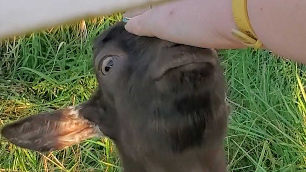 Chance the Goat Loves the New Lorna Shore Album - YouTube
