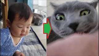 灰猫が子供にビビってたから「チキン野郎」呼ばわりしたらブチギレられた
