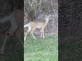 HELLO FOUR LEGGED FRIEND #deer #animals