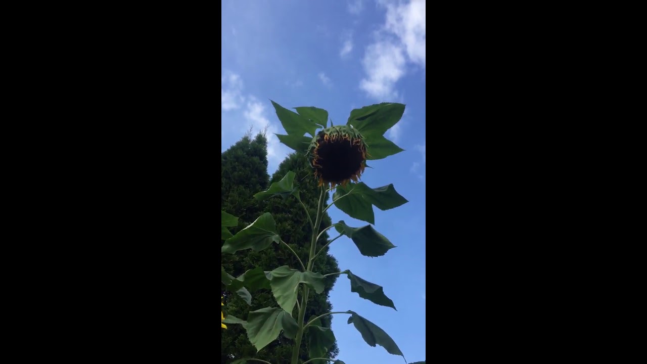 Surprisingly tall sunflower. 