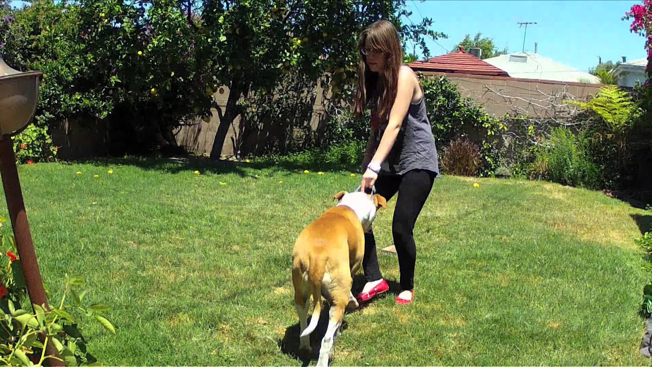 How To Deal With A Disobedient Dog YouTube how-to-deal-with-a-disobedient-dog-youtube