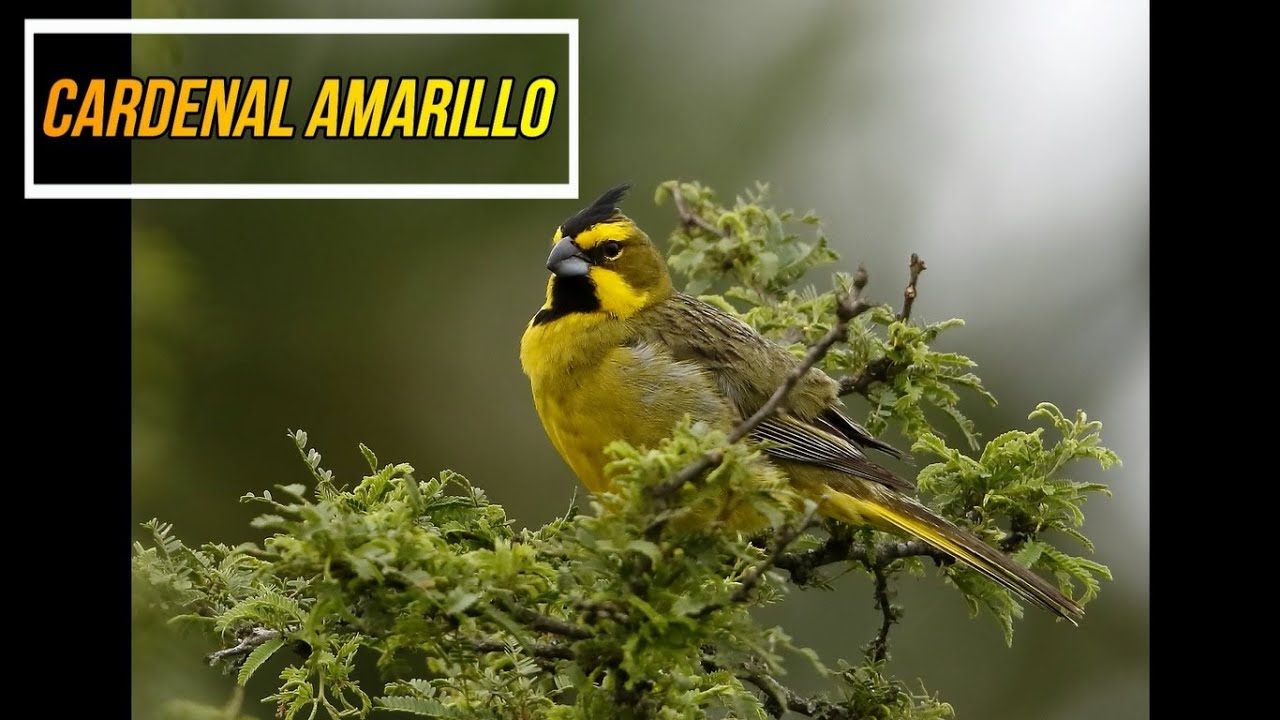 CARDENAL AMARILLO - [ Gubernatrix Cristata ] - Yellow Cardinal *****EL