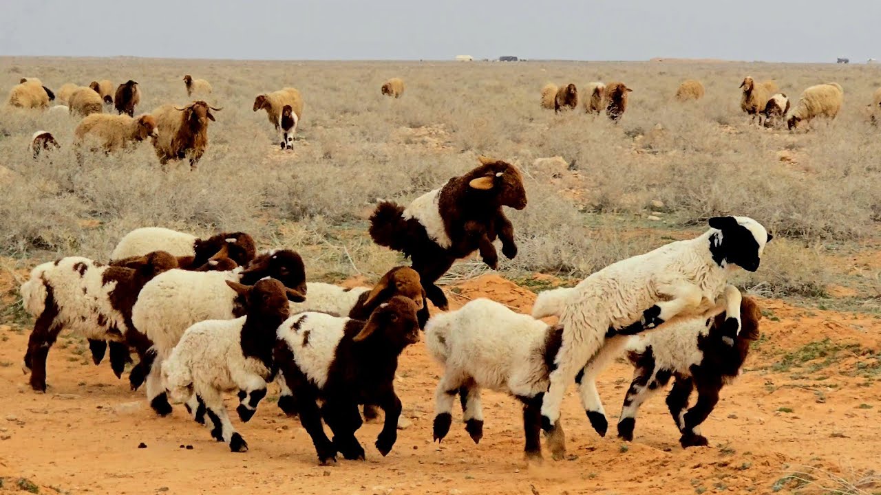 مراعي الأغنام في البادية الغربية لمدينة دير الزور على نهر الفرات شتاء 2025