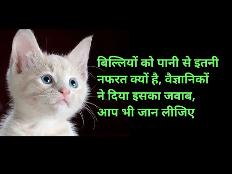 वीडियो: Felines प्यार बिल्ली पेड़ क्यों करते हैं?