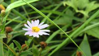 谷川岳の花 ：夏（♪愛します - オリジナル）