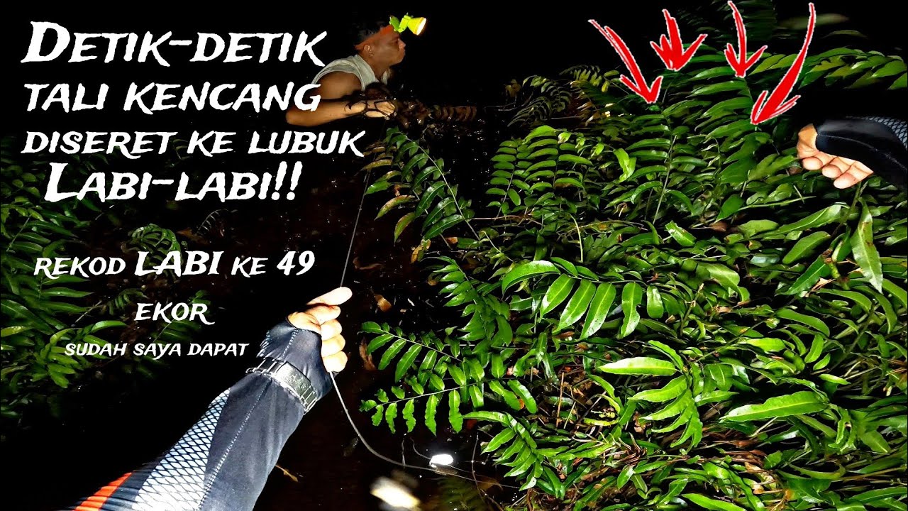 NAJUR BULUS/LABI-LABI|Tajur diserat ke lubuk labi-labi#labilabimonster# ...