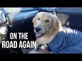 We Were Forced To Leave... | Puppy Moves To Colorado