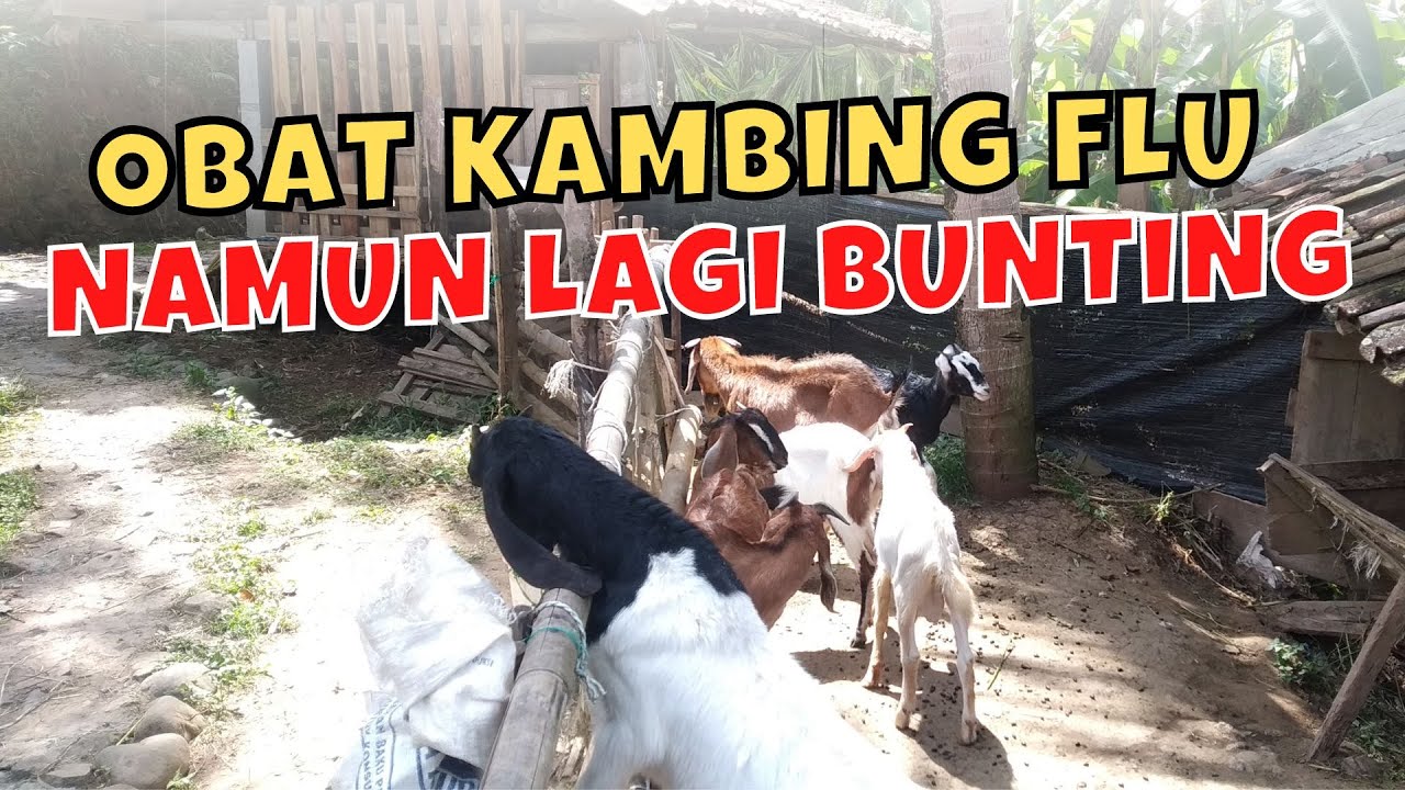 CARA MENGATASI FLU (PILEK) PADA KAMBING YANG SEDANG BUNTING (HAMIL