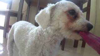 Rebecah - Chupando Picolé De Uva