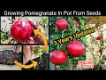 गमले में ढेर सारे अनार उगाने का तरीका~How To Grow Pomegranate In Pot From Seed To harvestFull Update