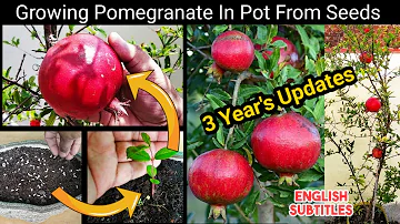 गमले में ढेर सारे अनार उगाने का तरीका~How To Grow Pomegranate In Pot From Seed To harvestFull Update