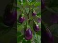 plant to seed #growth #ai #fy#shorts
