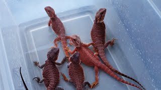 A peak into my bearded dragon breeding future. Profile