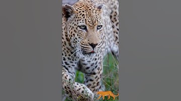 The Stealthy Hunter: Clouded Leopard