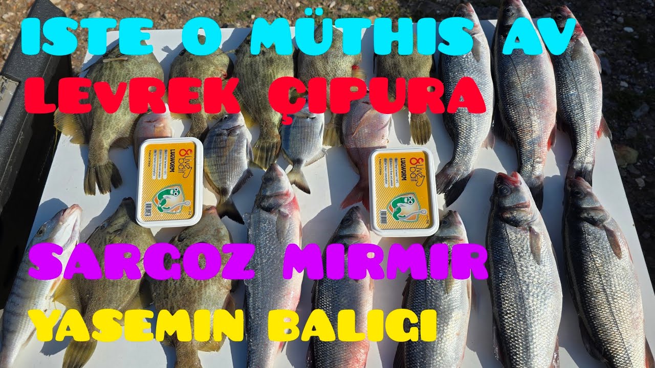 KIYIKIŞLACIK'TA BALIK SALDIRISINA UĞRADIK KOVALAR DOLDU TAŞTI... ALLAH HERKESE BÖYLE AV NASİP ETSİN.