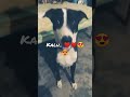 kalu the cute dog..❤️