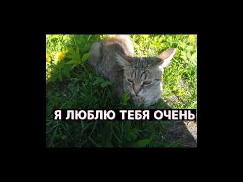 Алисочка 💞💕