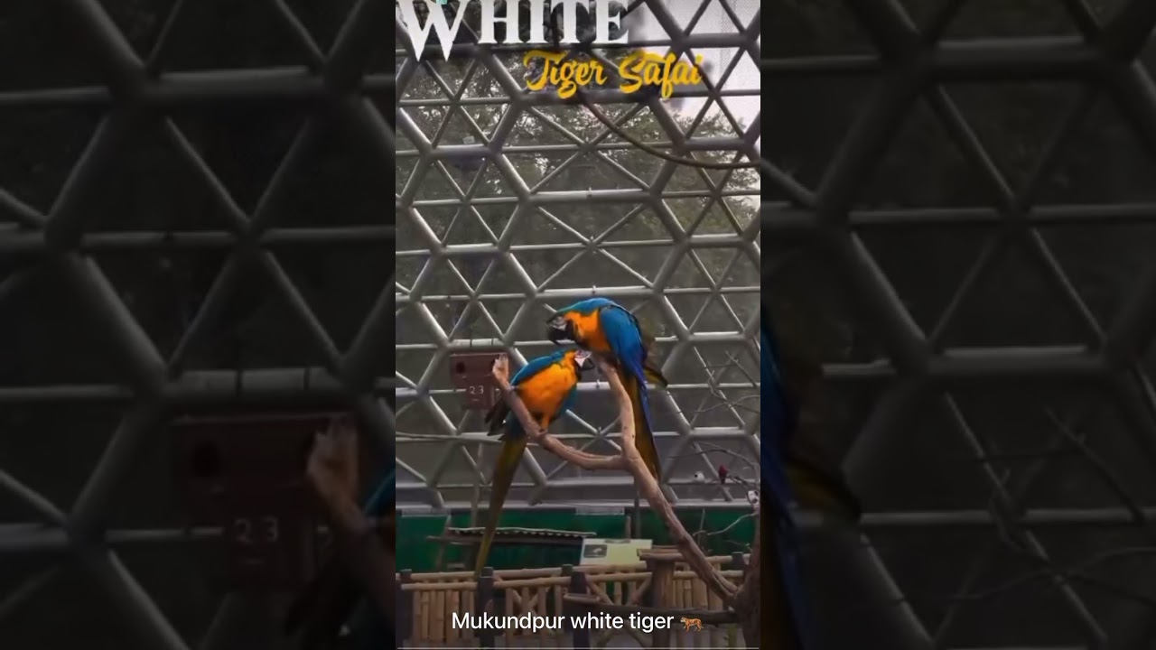 Mukundpur White tiger safari 