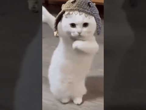 #cat #catvideos #catshorts