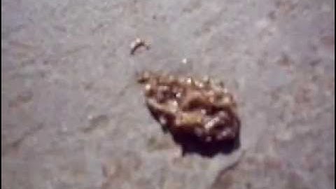 fungus gnat larvae "snake"