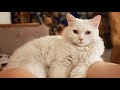 Cutest Turkish Angora cat purring