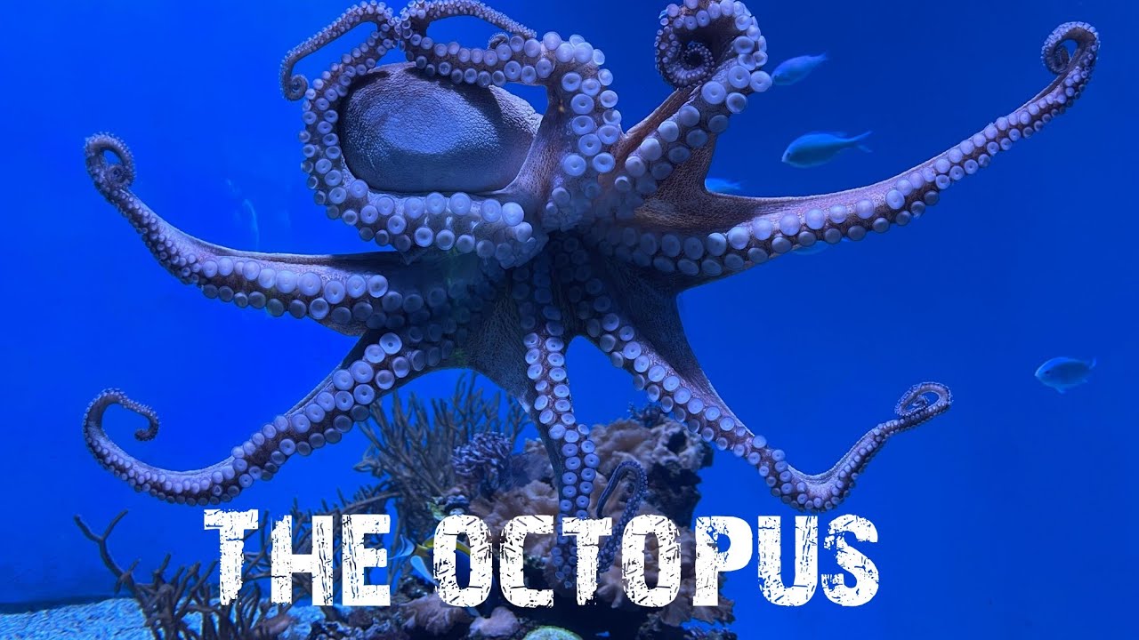 THE OCTOPUS YouTube