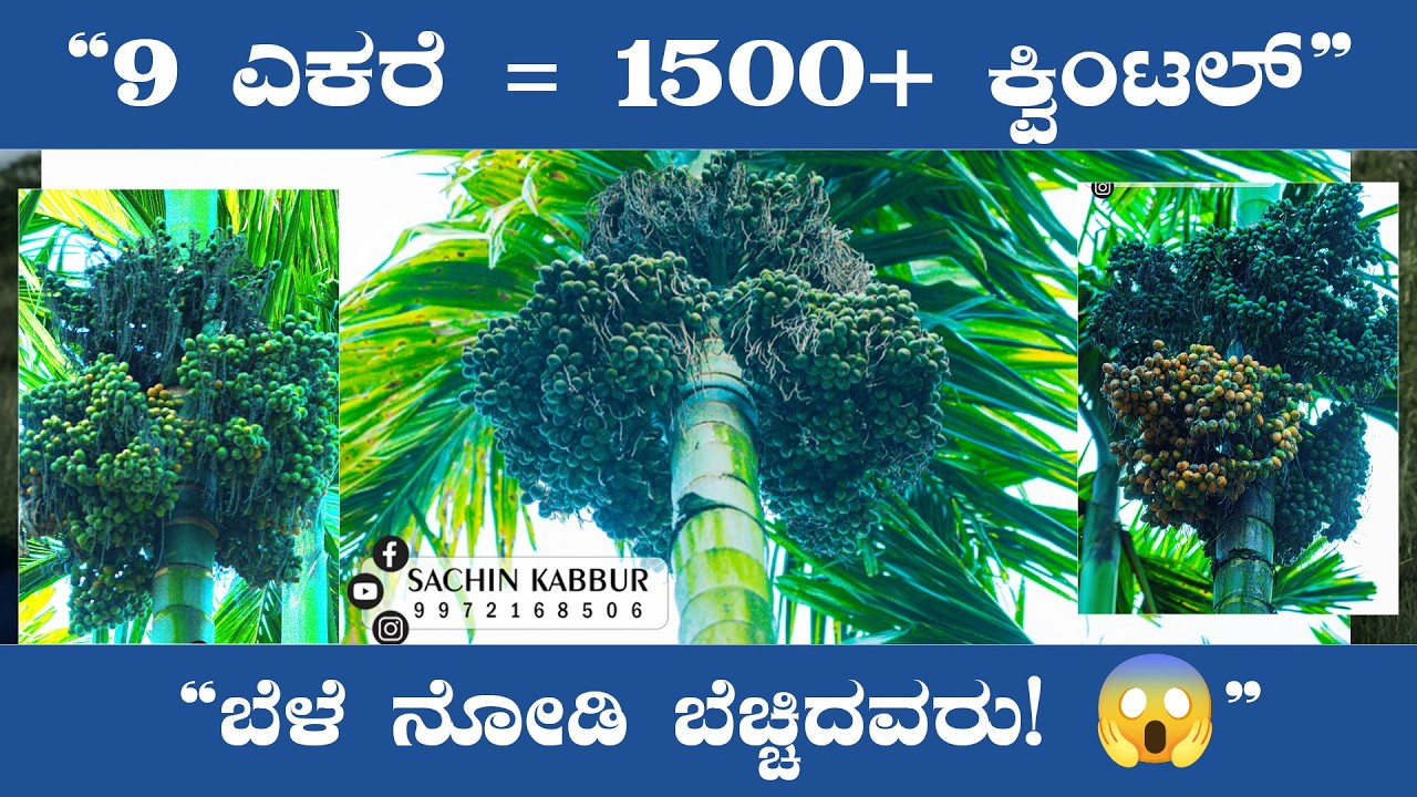 “9 ಎಕರೆ ತೋಟದಲ್ಲಿ 1500+ ಕ್ವಿಂಟಲ್ ಅಡಕೆ! 😲 | ಮಂಜಪ್ಪಗೌಡ್ರ ಪವಾಡದ ಬೆಳೆ 🚜🔥”