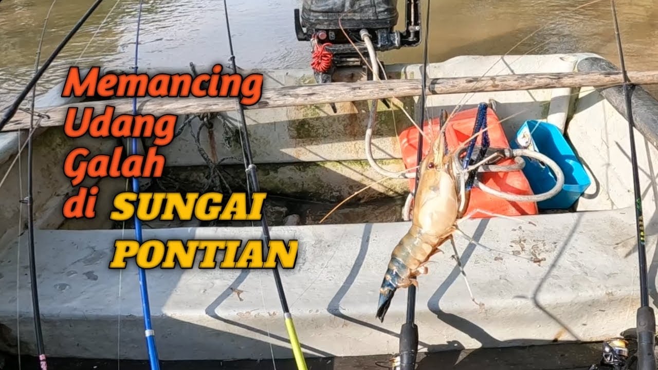 MEMANCING UDANG GALAH DI SUNGAI PONTIAN. Turun solo ada hasilnya geng.