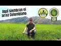 ¡Aquí se siembra el ARROZ de más alta calidad en COLOMBIA! 😱 Meseta de Ibagué