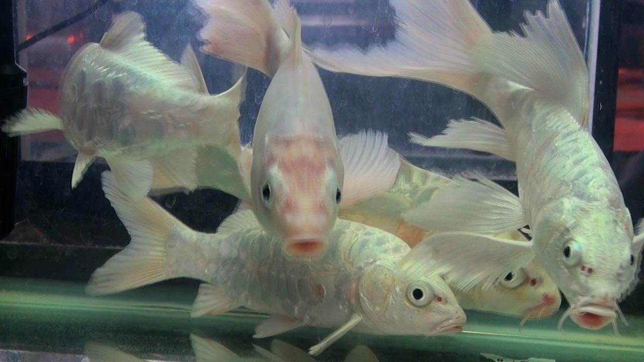 Milk white  Koi  carp Aquarium fish  YouTube