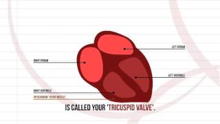 Heart - Internal Anatomy (and Major Blood Vessels)