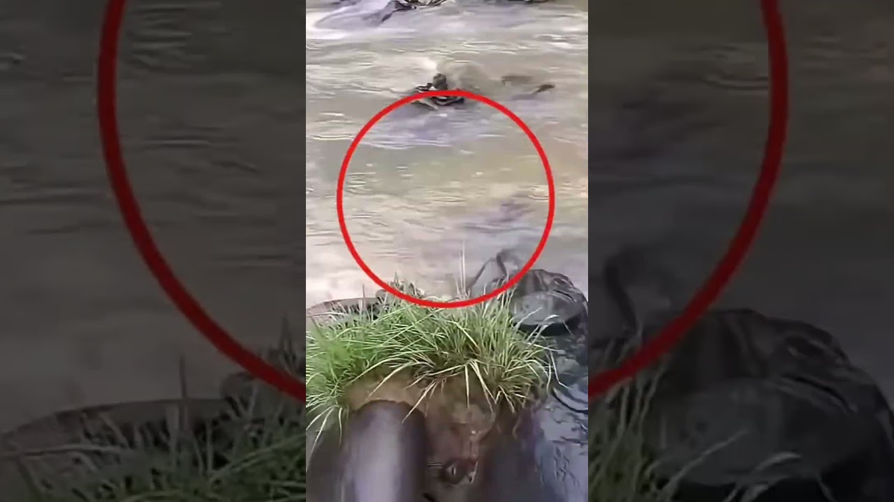 Miracal Shivlinga Was Visible WhenThe Flow Of River Narmada Decreased.