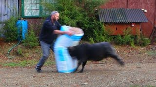 Angry ram vents his fury on a bag of insulation fibre