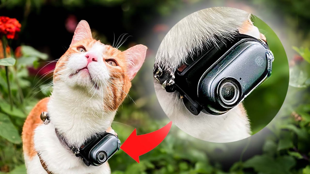 I Put A Camera On My Cat To Discover His Secret Life 😂 | Cat Vlog #16 ...