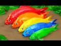 Stop Motion ASMR - Koi Fish Hunting Pink Catfish | Colorful Koi Fish | Primitive Cooking Experiment