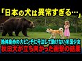 【海外の反応】「日本の犬は異常すぎる！」熊と遭遇し、絶対絶命のピンチだった少女を救った秋田犬に世界中が感動し、涙が止まらない理由