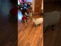Billy Goat VS Small Child Montana Farming Shorts 